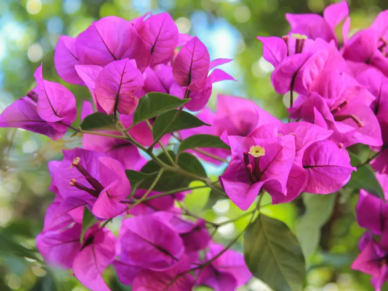 best-plants-for-hanging-baskets-in-full-sun-bougainvillea