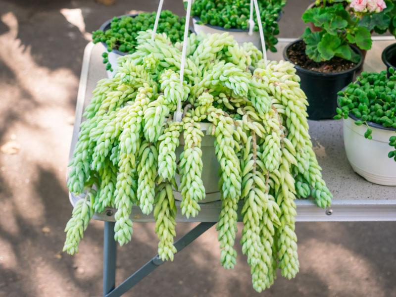 best-plants-for-hanging-baskets-in-full-sun-burros-tail