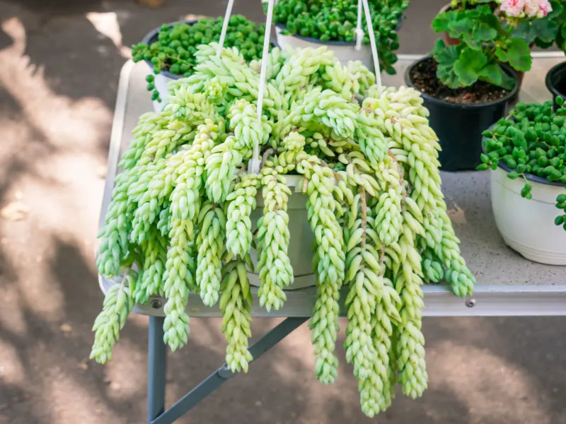 best-plants-for-hanging-baskets-in-full-sun-burros-tail