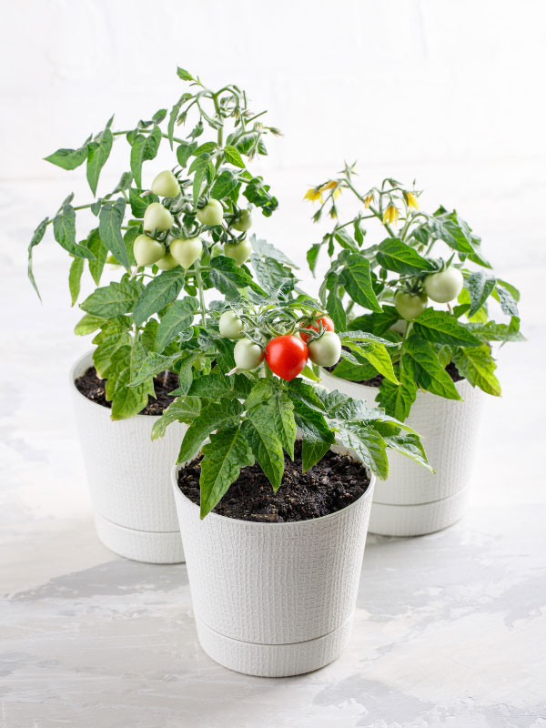 best-plants-for-hanging-baskets-in-full-sun-cherry-tomato