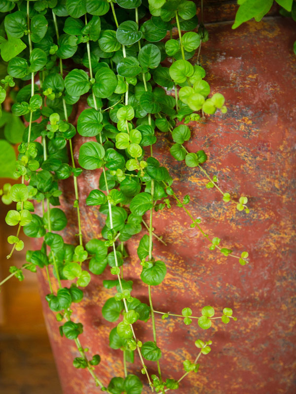 best-plants-for-hanging-baskets-in-full-sun-creeping-jenny