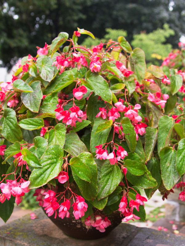 best-plants-for-hanging-baskets-in-full-sun-dragon-wing-begonia