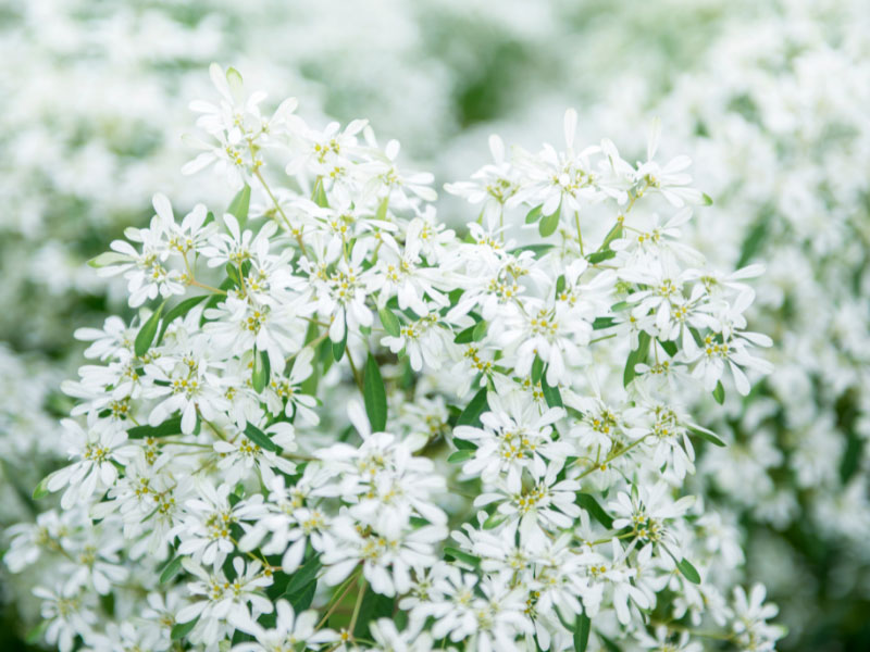 best-plants-for-hanging-baskets-in-full-sun-euphorbia-diamond-frost