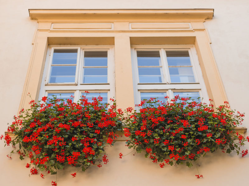 best-plants-for-hanging-baskets-in-full-sun-geranium