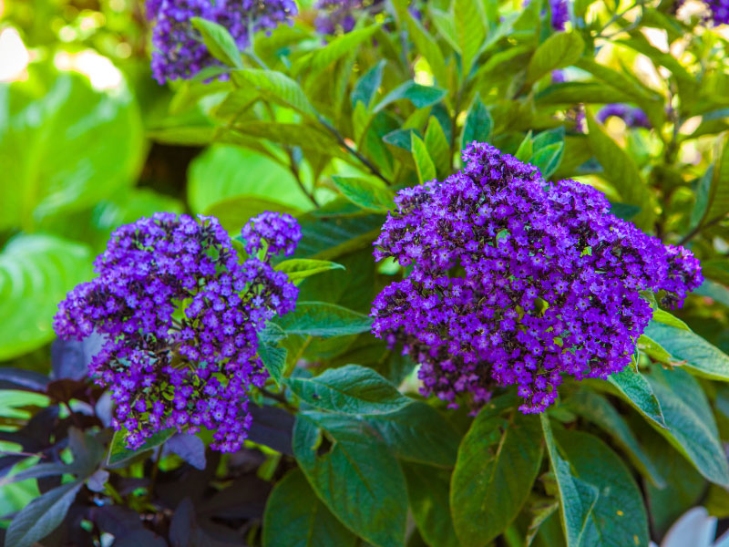best-plants-for-hanging-baskets-in-full-sun-heliotrope
