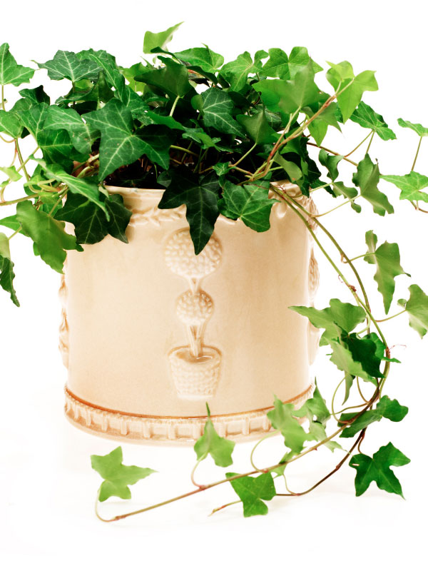 best-plants-for-hanging-baskets-in-full-sun-ivy