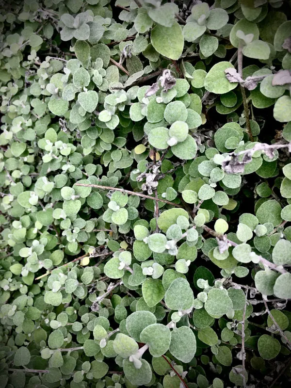 best-plants-for-hanging-baskets-in-full-sun-licorice-plant