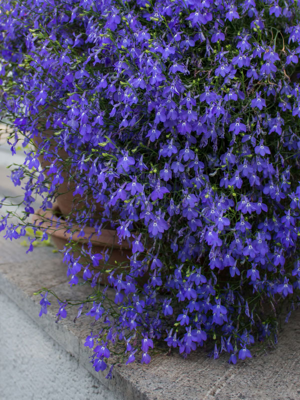 best-plants-for-hanging-baskets-in-full-sun-lobelia