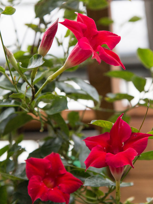 best-plants-for-hanging-baskets-in-full-sun-mandevilla