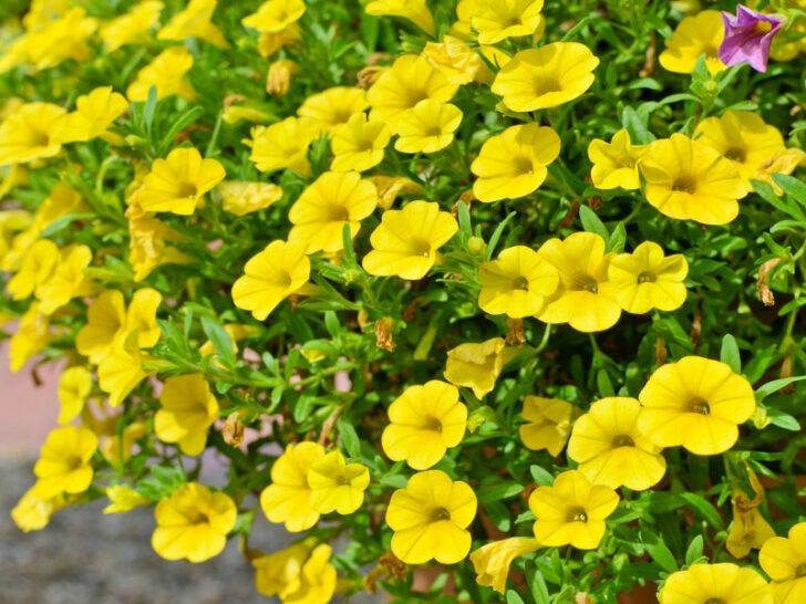 35 Best Plants for Hanging Baskets in Full Sun