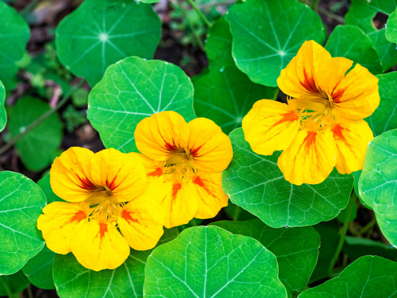 best-plants-for-hanging-baskets-in-full-sun-nasturtium