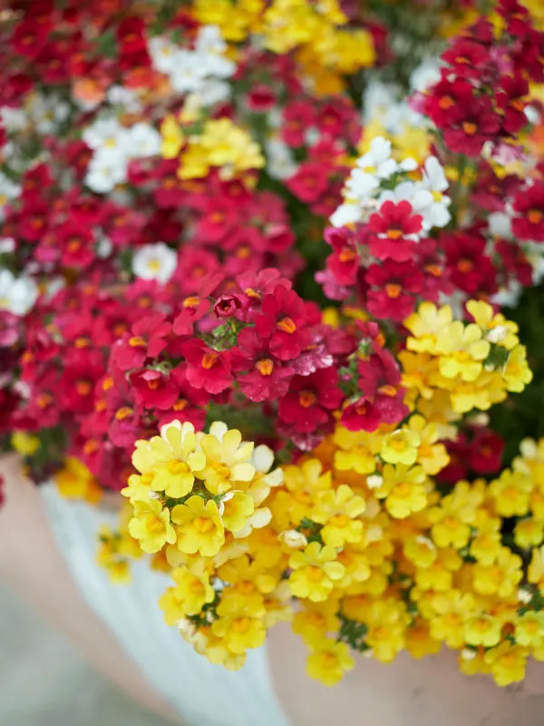 best-plants-for-hanging-baskets-in-full-sun-nemesia