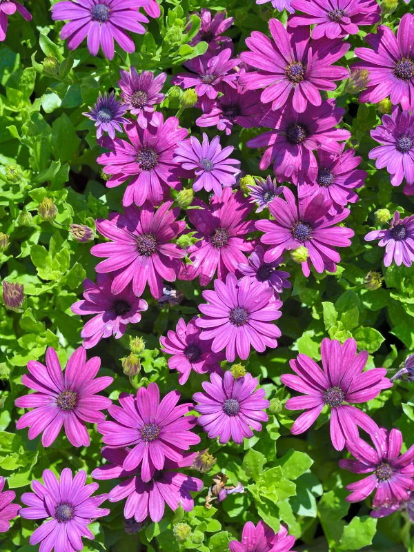 best-plants-for-hanging-baskets-in-full-sun-osteospermum