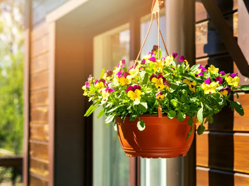 best-plants-for-hanging-baskets-in-full-sun-pansy