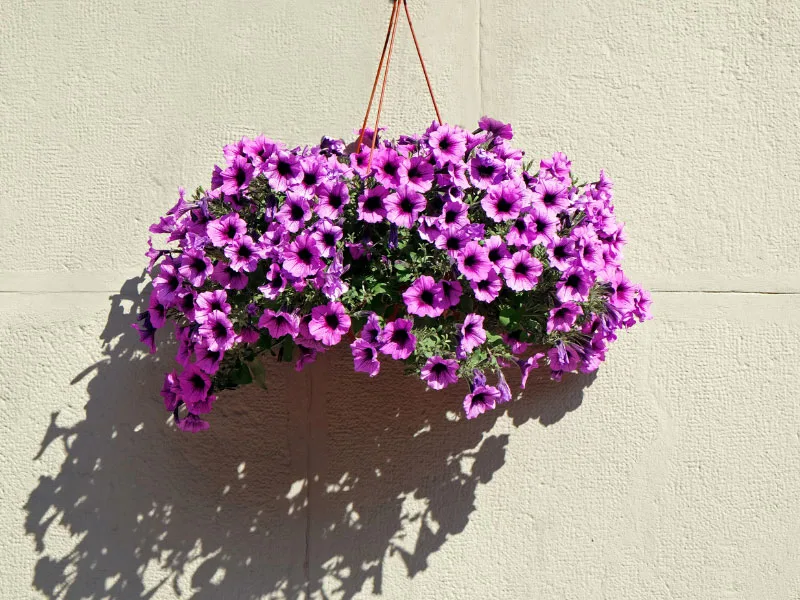 best-plants-for-hanging-baskets-in-full-sun-petunia