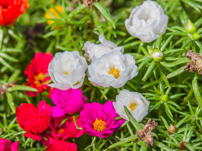 best-plants-for-hanging-baskets-in-full-sun-portulaca