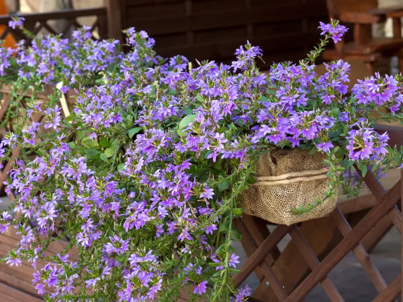 best-plants-for-hanging-baskets-in-full-sun-scaevola
