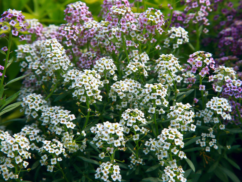 best-plants-for-hanging-baskets-in-full-sun-sweet-alyssum