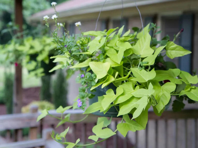 best-plants-for-hanging-baskets-in-full-sun-sweet-potato-vine
