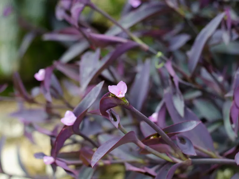 best-plants-for-hanging-baskets-in-full-sun-tradescantia