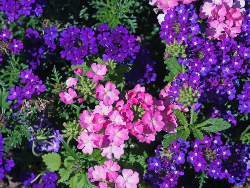 best-plants-for-hanging-baskets-in-full-sun-verbena