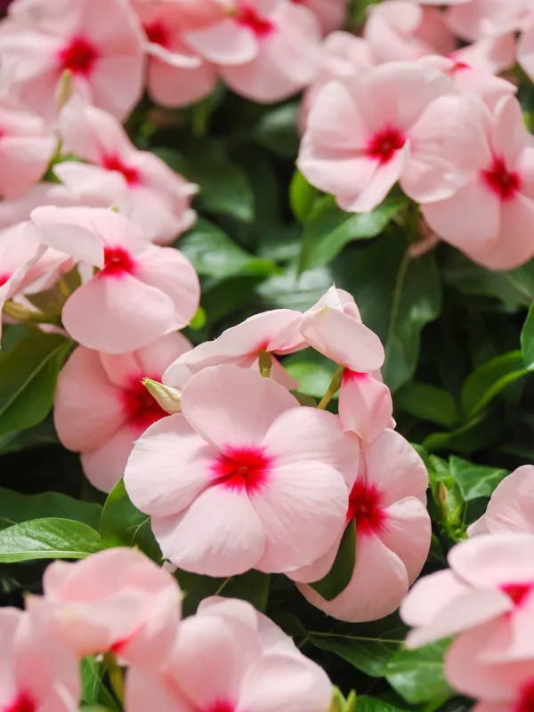 best-plants-for-hanging-baskets-in-full-sun-vinca