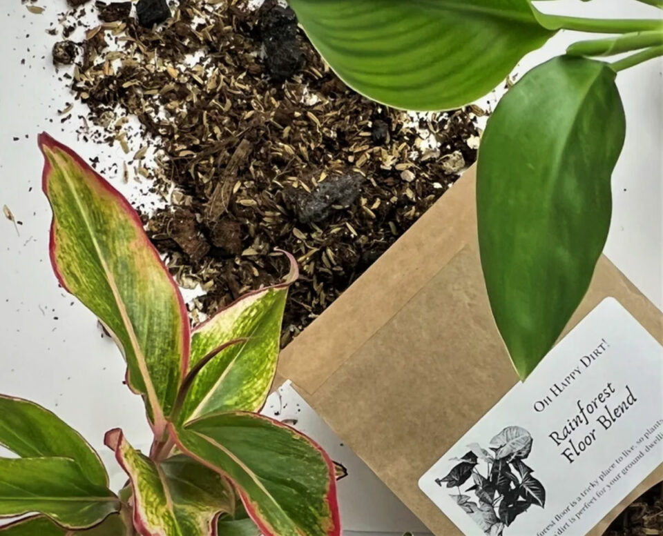 Best Soil for Aglaonema Plants 3 Great Choices