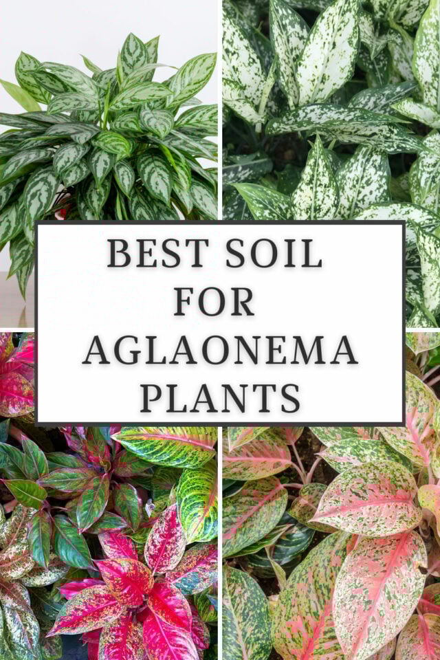 Best Soil for Aglaonema Plants 3 Great Choices