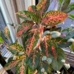 chinese-evergreen-soil-1200x1200