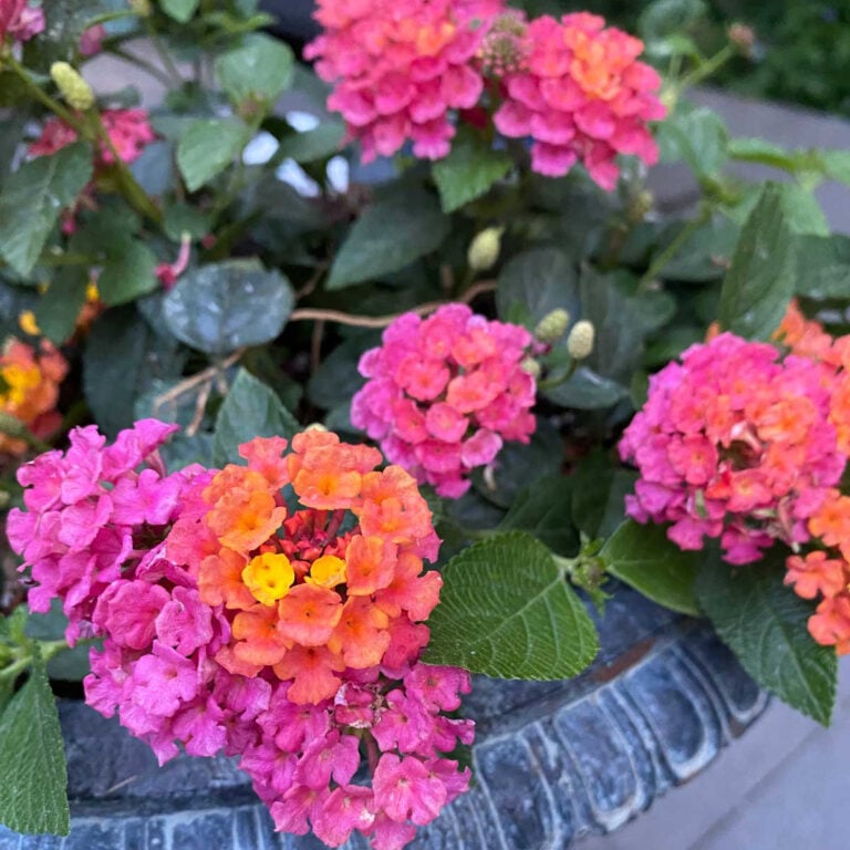 35 Best Plants for Hanging Baskets in Full Sun