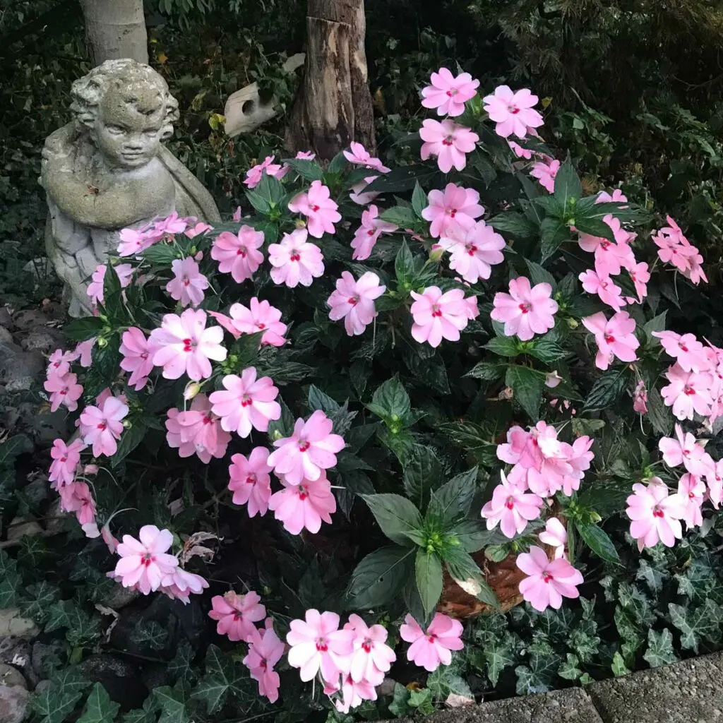 how-to-grow-impatiens-in-pots