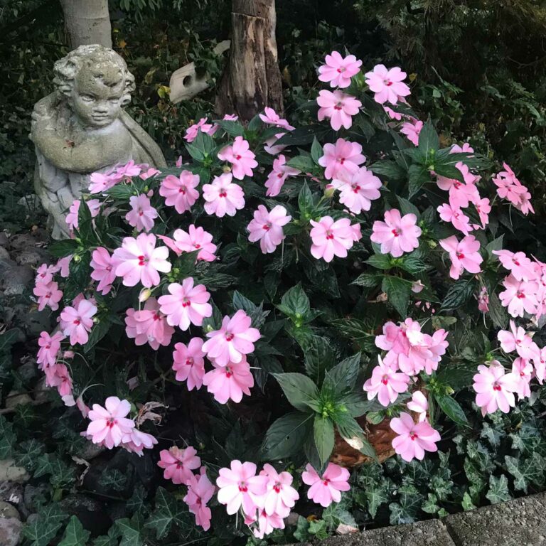 How to Grow Impatiens in Pots 5 Important Tips