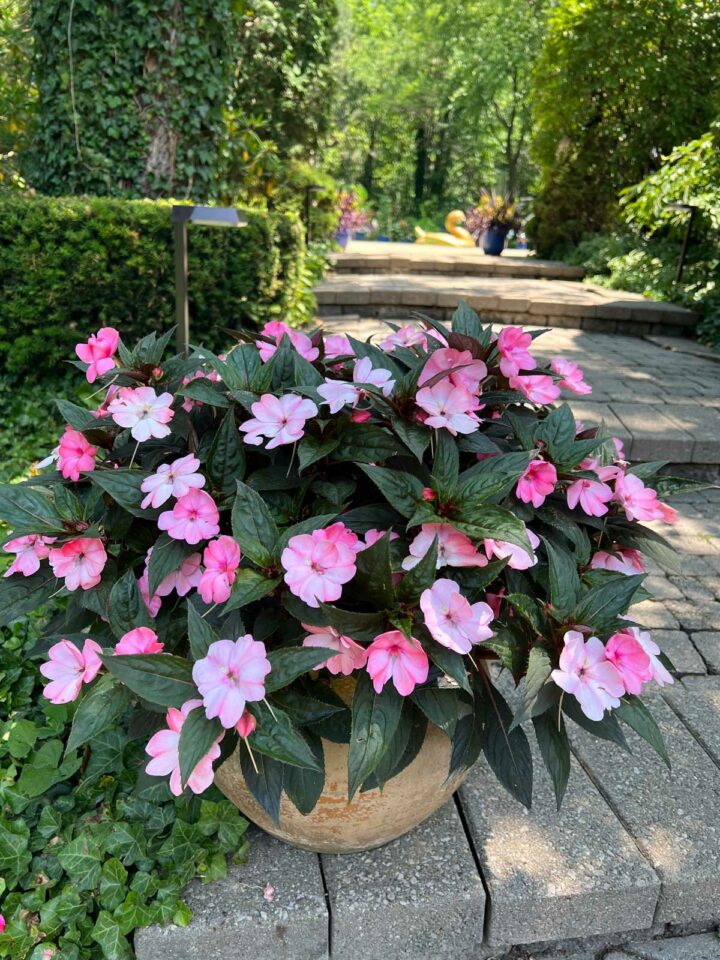 How to Grow Impatiens in Pots 5 Important Tips