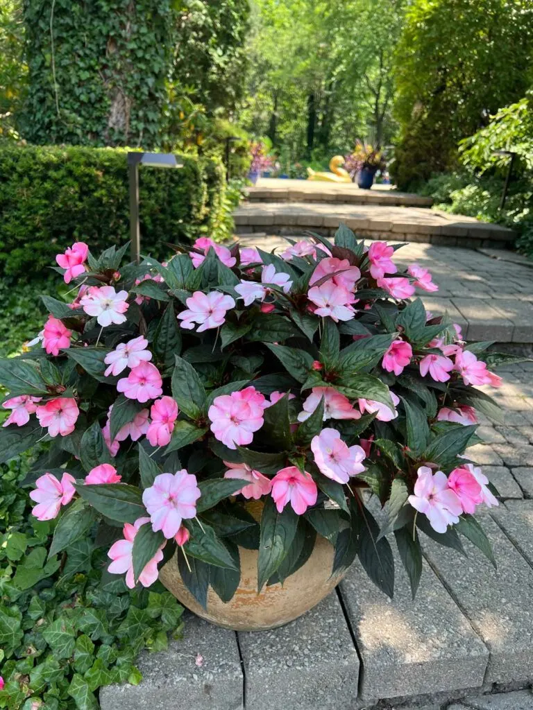 Cómo cultivar sunpatiens en macetas.