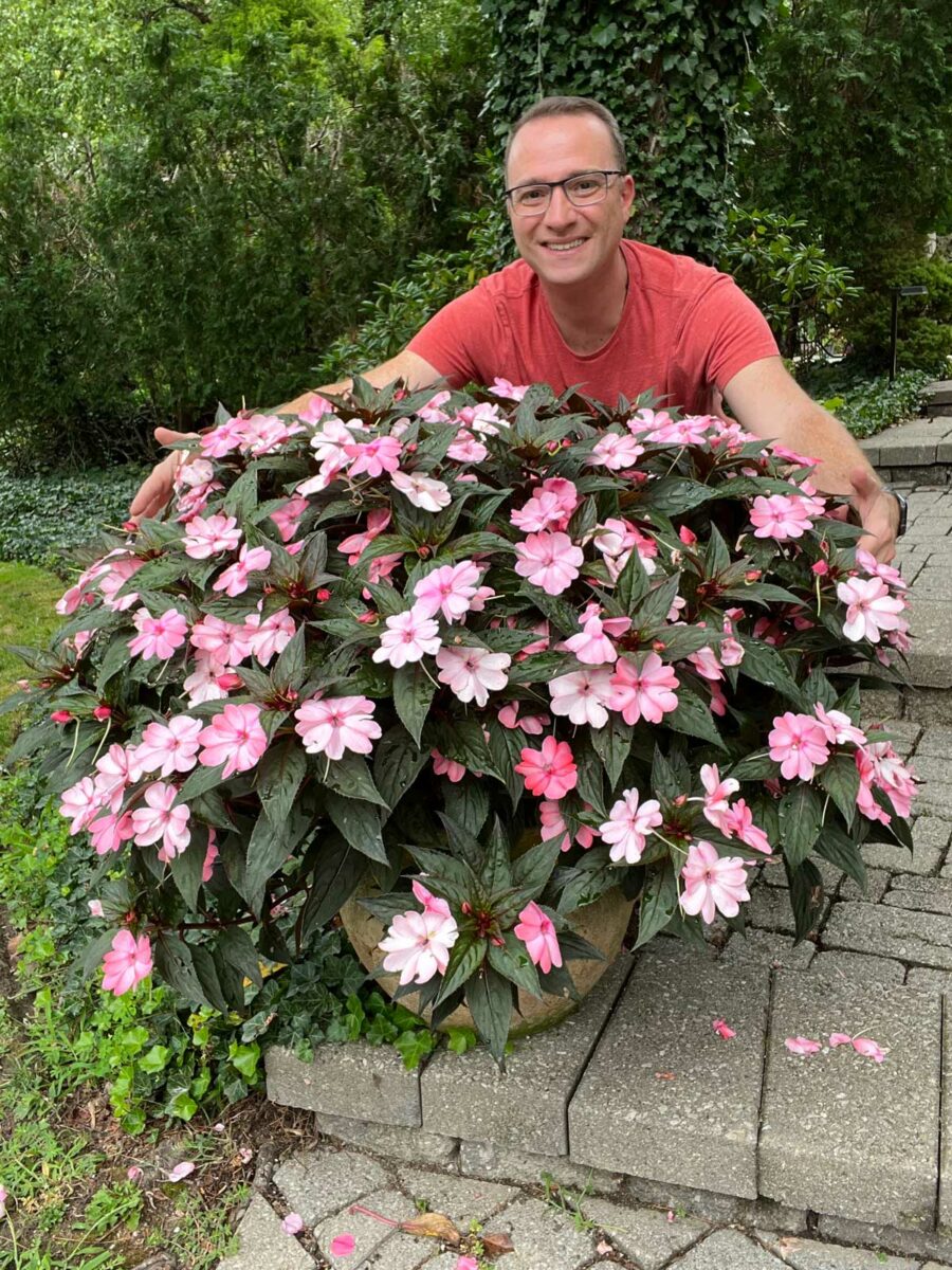 How to Grow Impatiens in Pots 5 Important Tips