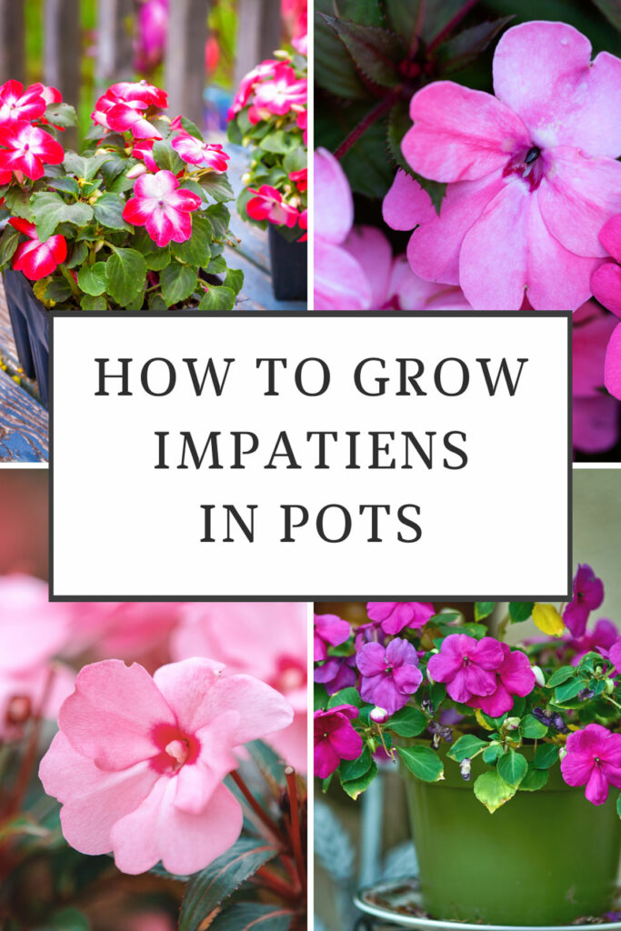 how-to-grow-impatiens-in-pots