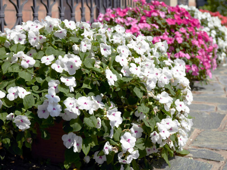 How to Grow Impatiens in Pots 5 Important Tips