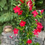 how-to-grow-mandevilla-in-a-pot