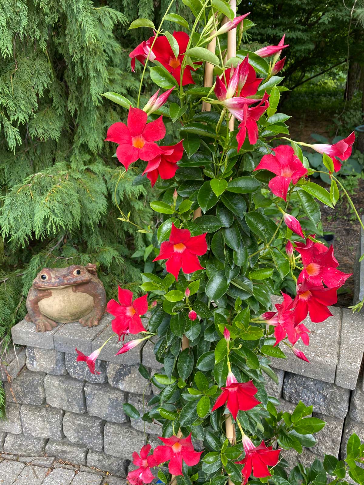 Lowe's Mandevilla in 1-Quart Pot in the Tropical Plants department at