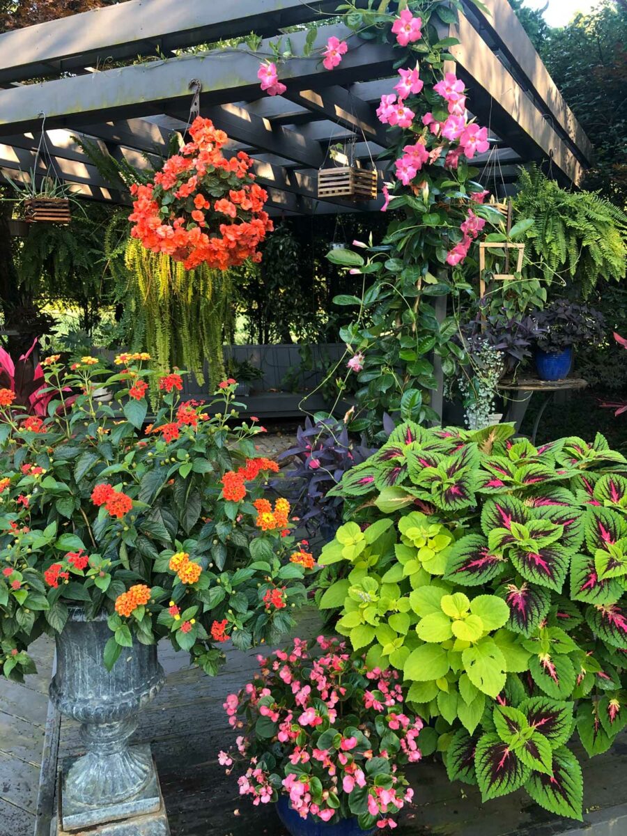 How to Grow Mandevilla in a Pot 7 Easy Growing Tips