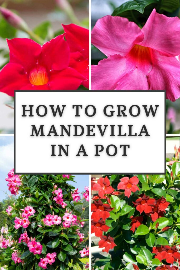 Cómo cultivar mandevilla en maceta