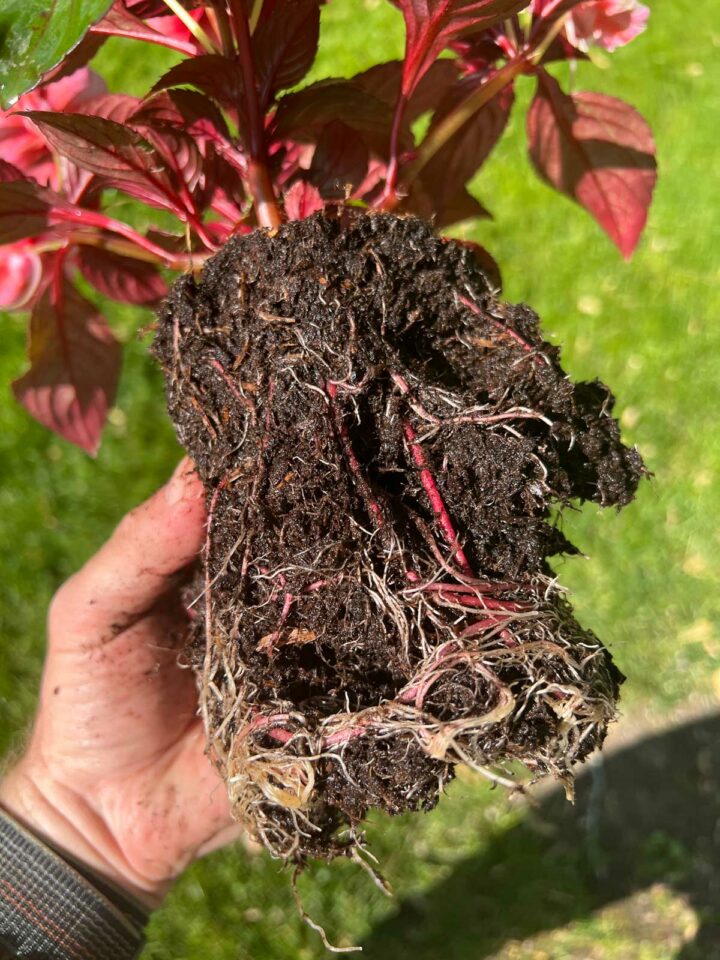 How to Grow Impatiens in Pots 5 Important Tips