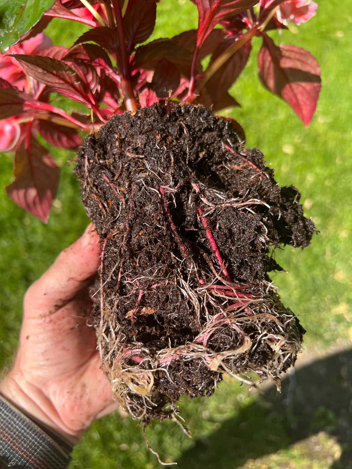 How to Grow Impatiens in Pots 5 Important Tips