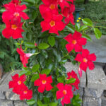 How to Grow Mandevilla in a Pot: 7 Easy Growing Tips mandevilla-pots-1200x1200