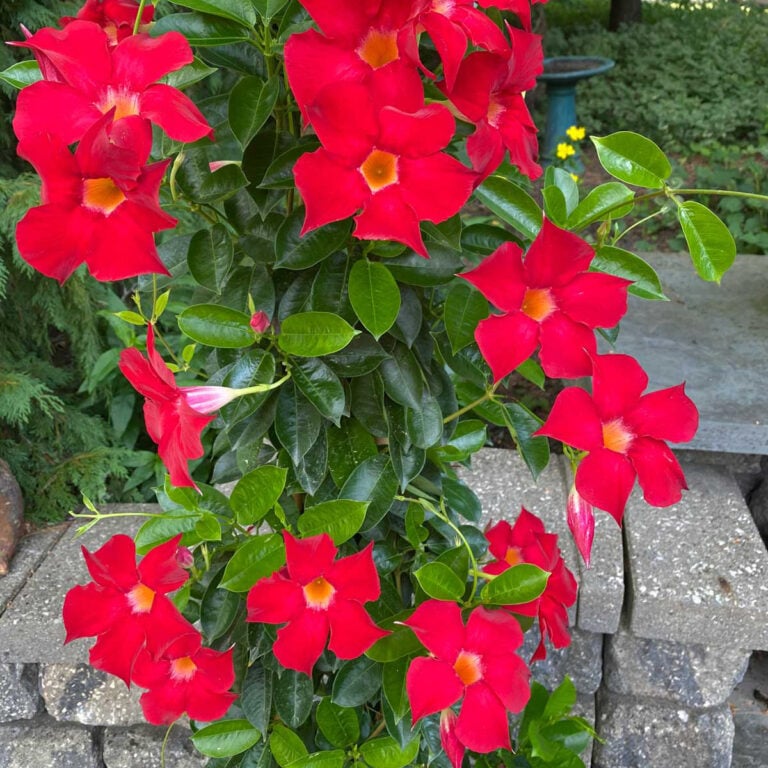 How to Grow Mandevilla in a Pot: 7 Easy Growing Tips