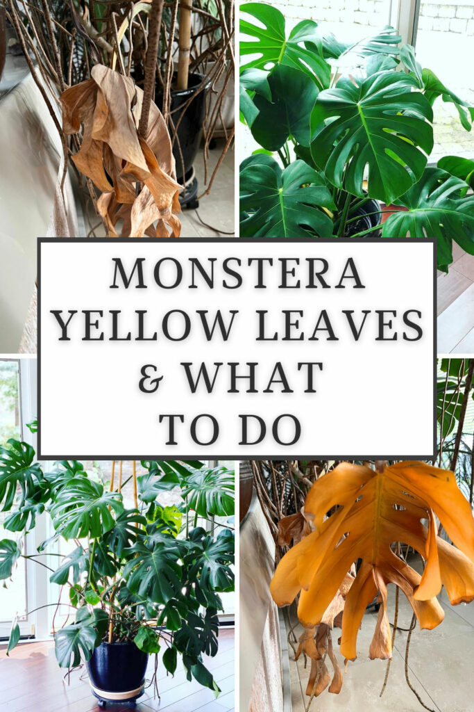 monstera-yellow-leaves