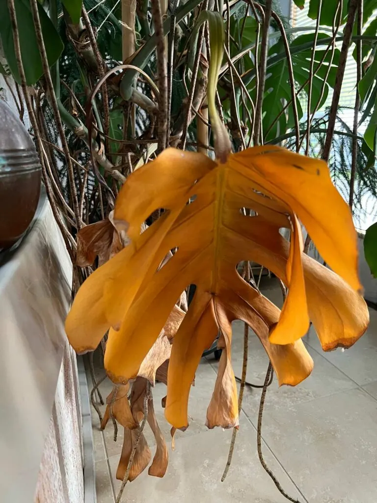 monstera-yellow-leaves