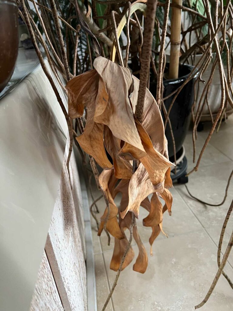monstera-brown-leaves
