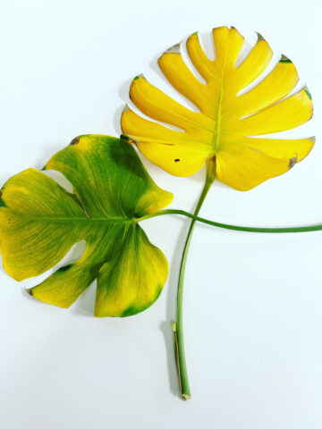 monstera-yellow-leaves