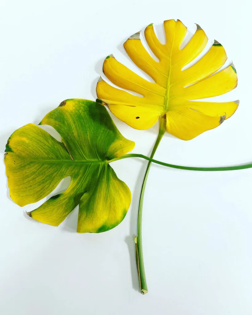 monstera-yellow-leaves